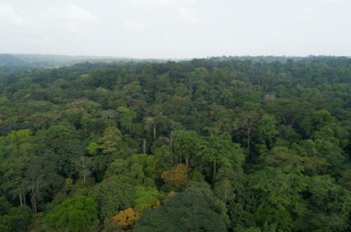 Article : La Côte d'Ivoire devient une plaque tournante pour la gouvernance environnementale mondiale