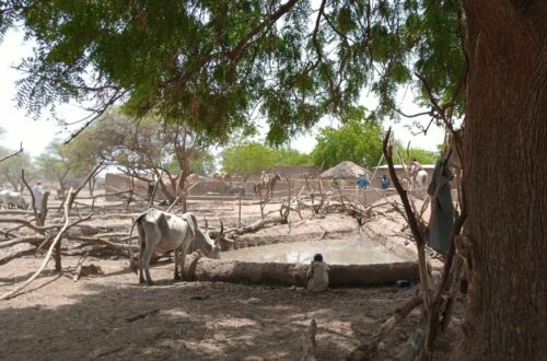 Article : Au Tchad, le changement climatique a contraint les éleveurs à se déplacer vers le sud