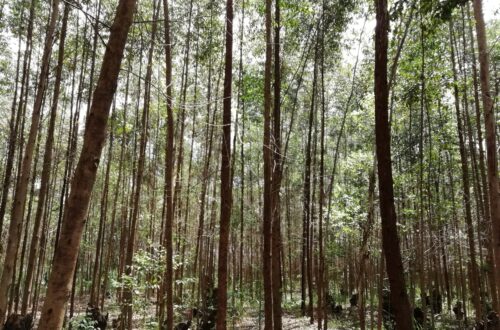 Article : RDC-Bois : l’eucalyptus, une alternative pour la préservation des forêts au Kivu ? (Partie 1)