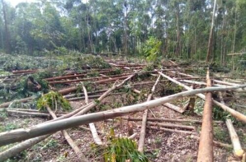 Article : RDC-Bois : l’eucalyptus, une alternative pour la préservation des forêts au Kivu ? (Partie 3)