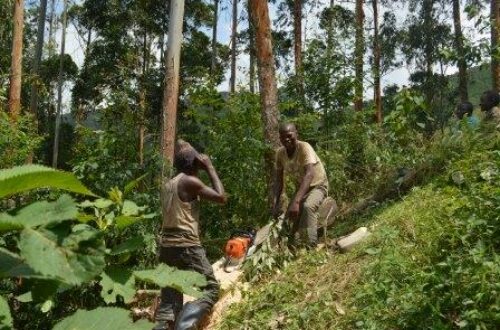 Article : RDC-Bois : l’eucalyptus, une alternative pour la préservation des forêts au Kivu ? (Partie 2)