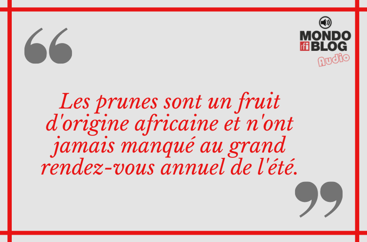 Article : Cameroun : les prunes, ces délicieux fruits stars de vacances