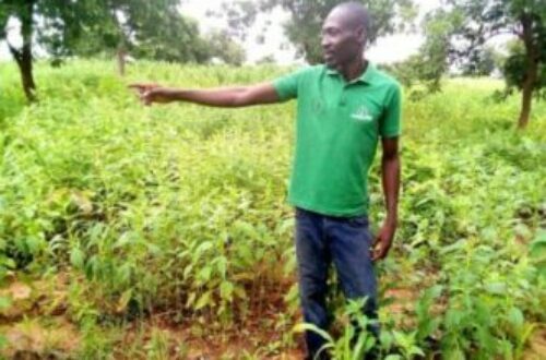 Article : Parfait Djimnadé, un jeune tchadien pionnier de l’agrobusiness
