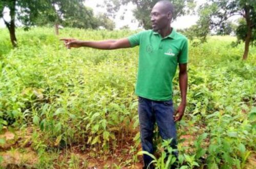 Article : Parfait Djimnadé, un jeune tchadien pionnier de l'agrobusiness