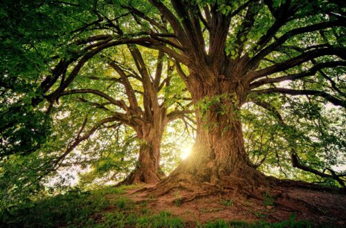 Article : COP 27 : « Et si chacun plantait au moins un arbre ? »