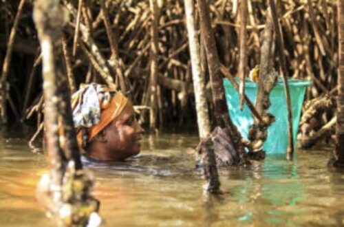 Article : Au Bénin, les éleveuses d’huîtres sont appelées à veiller sur les mangroves