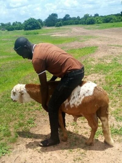 Article : Zakaria Sanou, jeune spécialiste de l’élévage burkinabè aux grandes ambitions