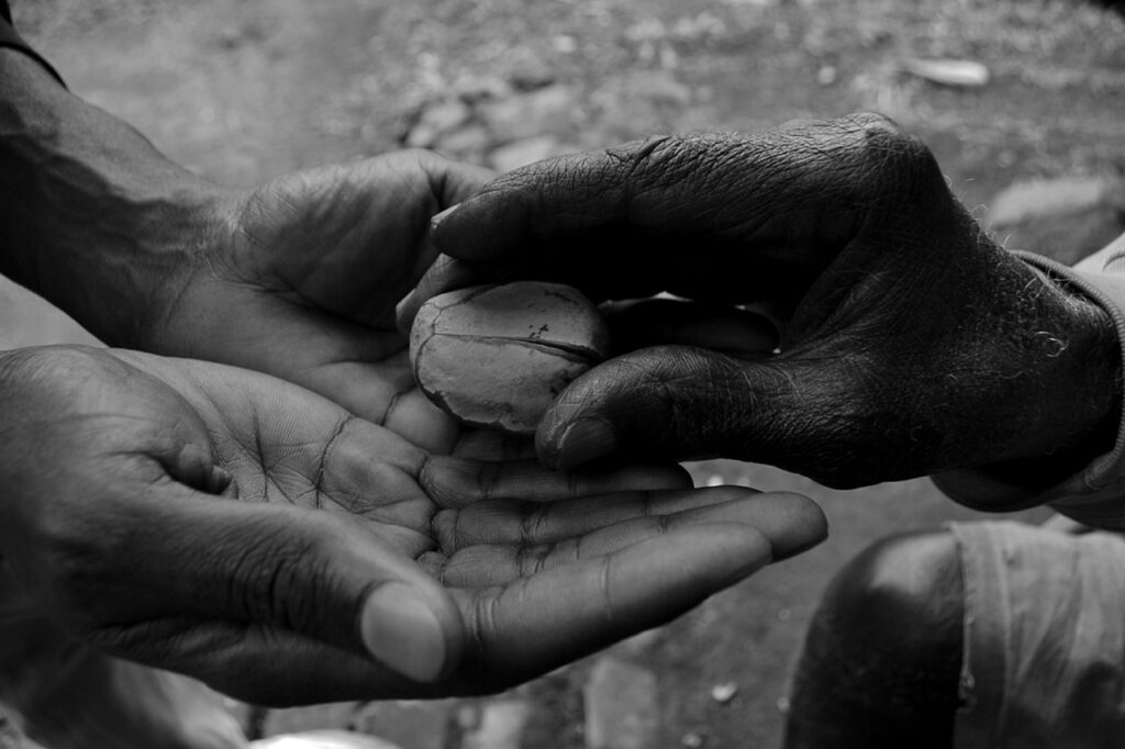 Article : La noix de cola