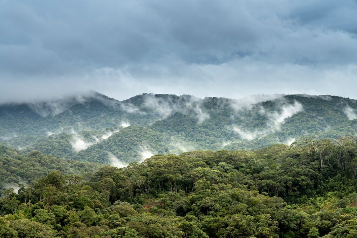 Article : RDC : Face à la déforestation, les braises écologiques s’imposent