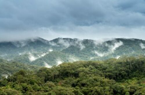 Article : RDC : face à la déforestation les braises écologiques s'imposent