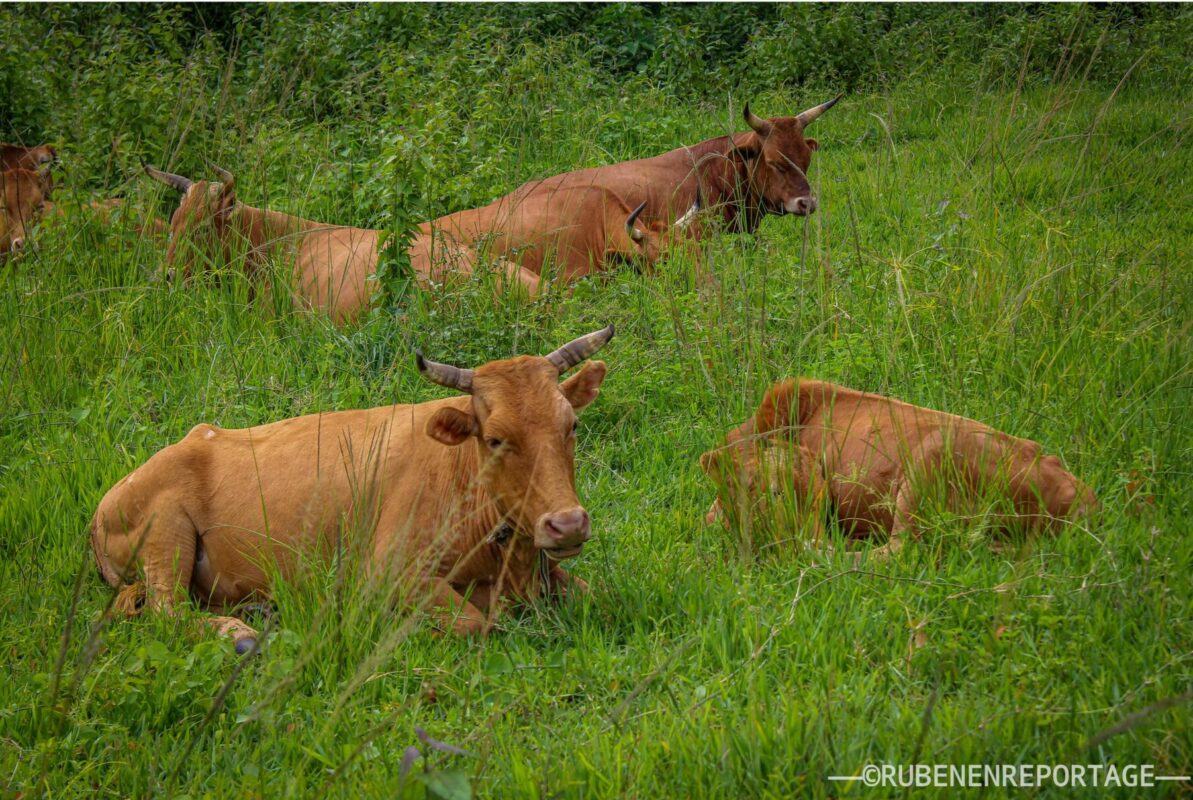 Article : L’élevage des bœufs à Dibaya-Lubwe : une pratique essentielle pour les paysans de la région