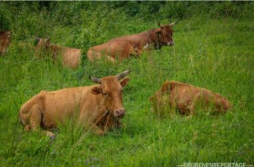 Article : L’élevage des bœufs à Dibaya-Lubwe : une pratique essentielle pour les paysans de la région