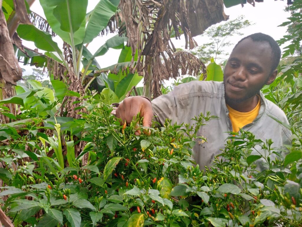 Article : « Je vends le piment » : une confusion qui fait sourire