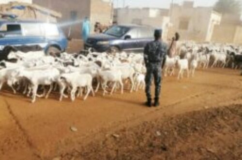 Article : Keur Momar Sarr : Blocus des bergers transhumants à Guéo, au Sénégal