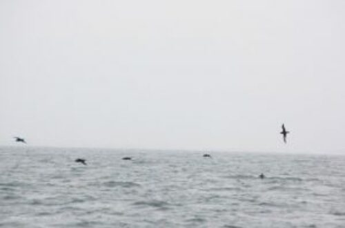 Article : GMES & Africa : À la rencontre des baleines et  des oiseaux au large de Cotonou