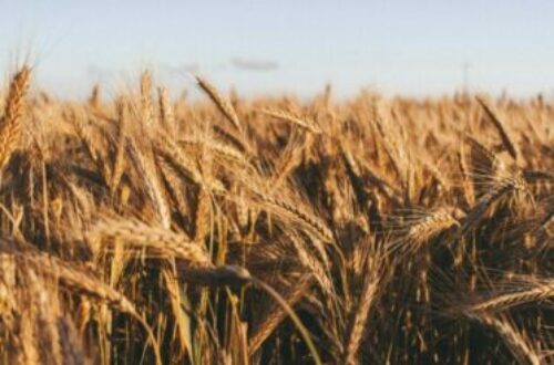 Article : Histoire de blé