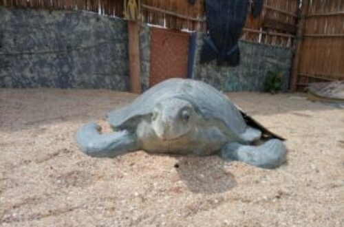 Article : Au Bénin, des écogardes assurent la protection des tortues