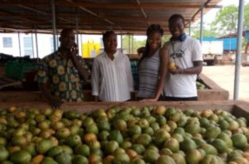 Article : Burkina Faso : les cultures fruitières menacées par le changement climatique