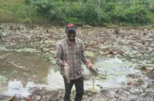 Article : RDC : la pisciculture, un secteur prometteur dans le milieu entrepreneurial