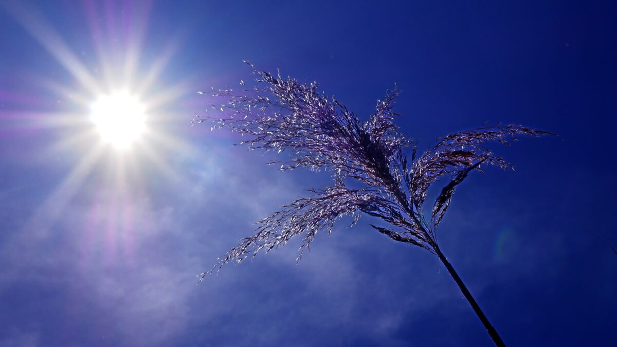 Article : Canicule étouffante : les terribles épreuves des miens au Nord-Cameroun