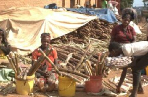 Article : Gitega : La canne à sucre, source de revenus pour les femmes et les enfants pendant les vacances