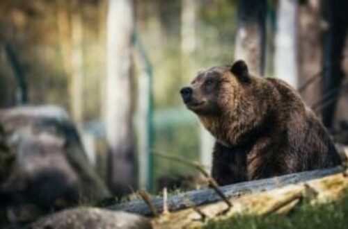 Article : « Moi aussi, je préfère l’ours ! »