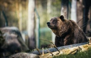 Article : « Moi aussi, je préfère l’ours ! »