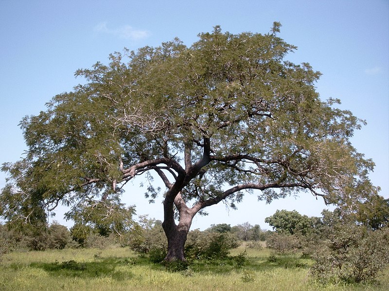 Article : La poudre du néré : une richesse en voie de disparition au nord Bénin