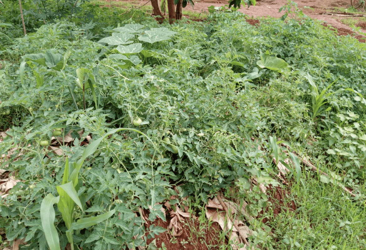 Article : Burundi : comment l&rsquo;eau souterraine r&eacute;volutionne l&rsquo;agriculture mara&icirc;ch&egrave;re